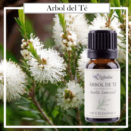 Aceite Natural Puro 100% Bio Ecológico Árbol de té (Melaleuca alternifolia). La concentración de las esencias extraídas de la madre naturaleza.