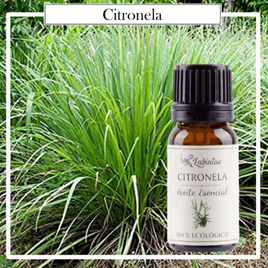 Aceite Natural Puro 100% Bio Ecológico Citronela (Cymbopogon nardus). La concentración de las esencias extraídas de la madre naturaleza.