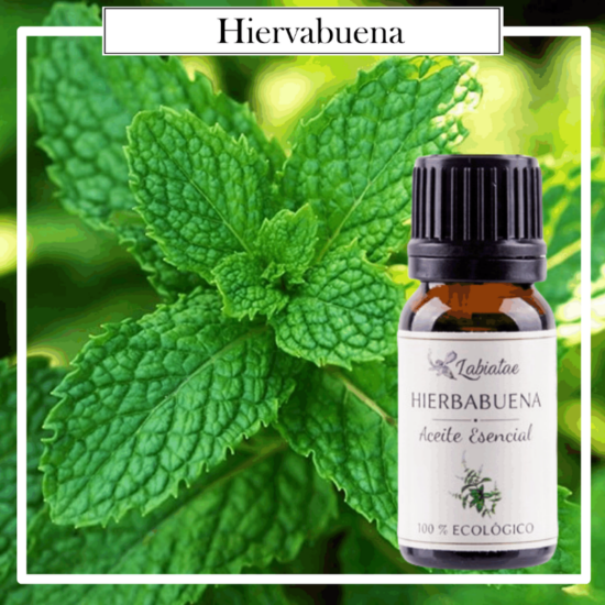 Aceite Natural Puro 100% Bio Ecológico Hierbabuena (Mentha sativa). La concentración de las esencias extraídas de la madre naturaleza.