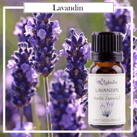 Aceite Natural Puro 100% Bio Ecológico Lavandín (Lavandula hybrida ). La concentración de las esencias extraídas de la madre naturaleza.