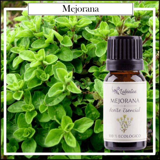 Aceite Natural Puro 100% Bio Ecológico Mejorana (Thymus mastichina). La concentración de las esencias extraídas de la madre naturaleza.