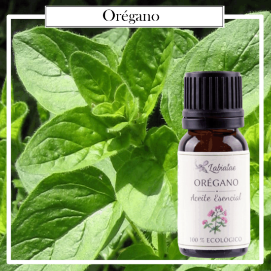 Aceite Natural Puro 100% Bio Ecológico Orégano (Origanum vulgare). La concentración de las esencias extraídas de la madre naturaleza.