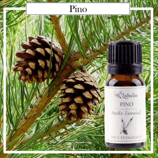 Aceite Natural Puro 100% Bio Ecológico Pino (Pinus sylvestris). La concentración de las esencias extraídas de la madre naturaleza.