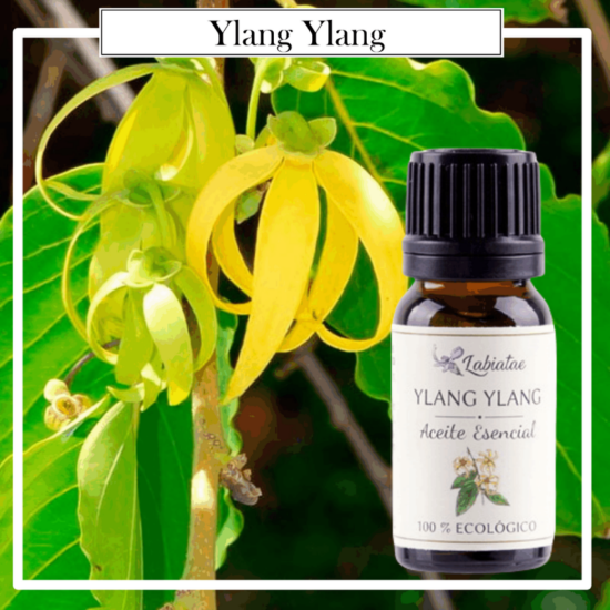 Aceite Natural Puro 100% Bio Ecológico Ylang Ylang (Cananga odorata). La concentración de las esencias extraídas de la madre naturaleza.